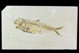 Bargain, Fossil Fish Plate (Diplomystus) - Wyoming #108680-1